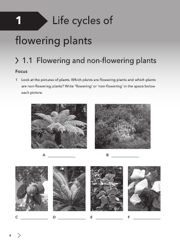 life cycle of a non flowering plant